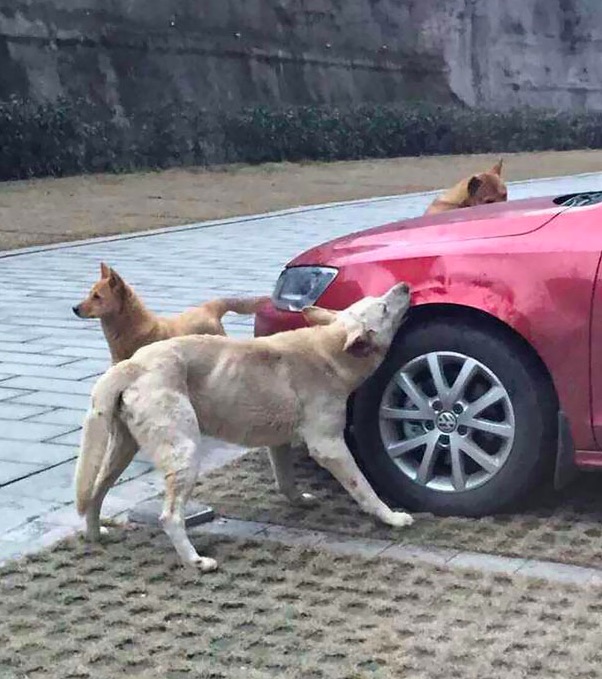 He Messed With The Wrong Canine